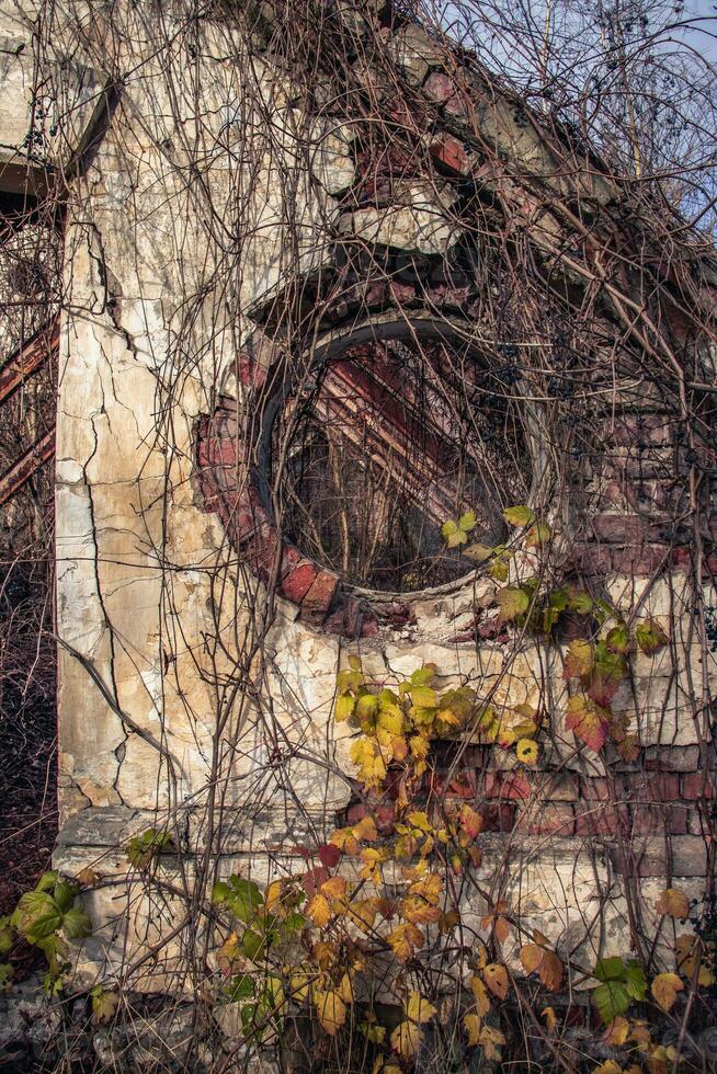 ruiné serre avec lierre plante concept photo. Château la tour. photo