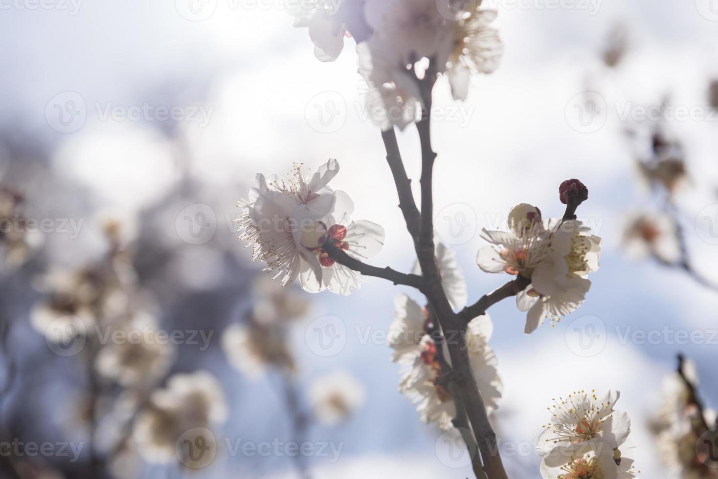 fleurs blanches de prunier cerisier, mise au point sélective, fleur japonaise photo