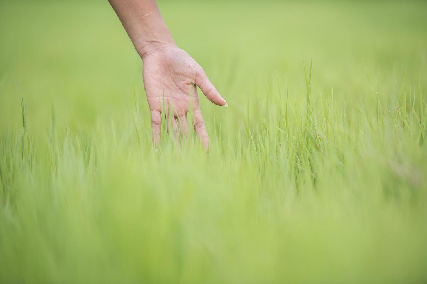 main de femme touchant l'herbe verte photo