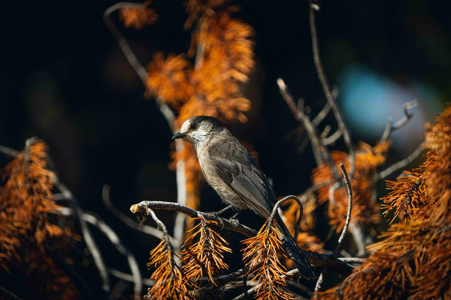 une oiseau séance sur une branche dans une arbre photo