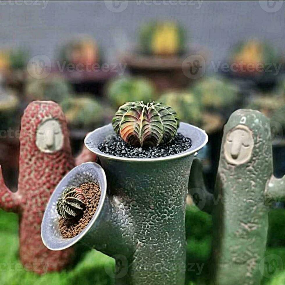 une vert cactus plante dans une pot avec autre les plantes photo