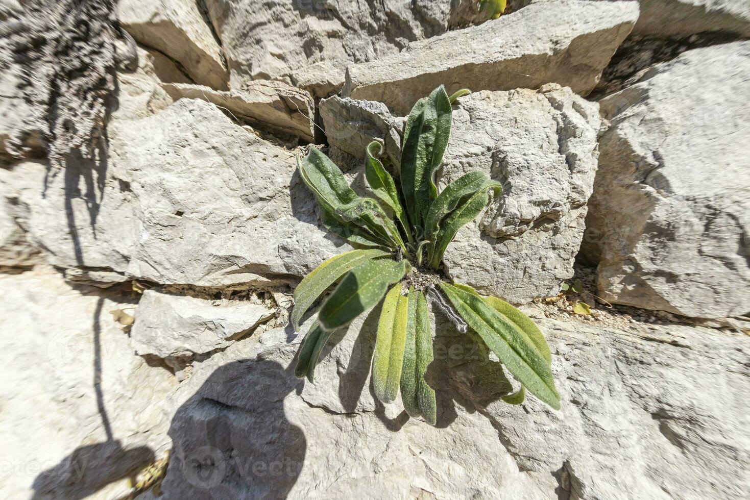 image de une plante croissance en dehors de une fissure dans une Naturel pierre mur photo