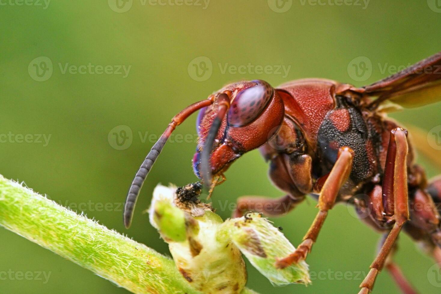 photo macro de vespa affinis