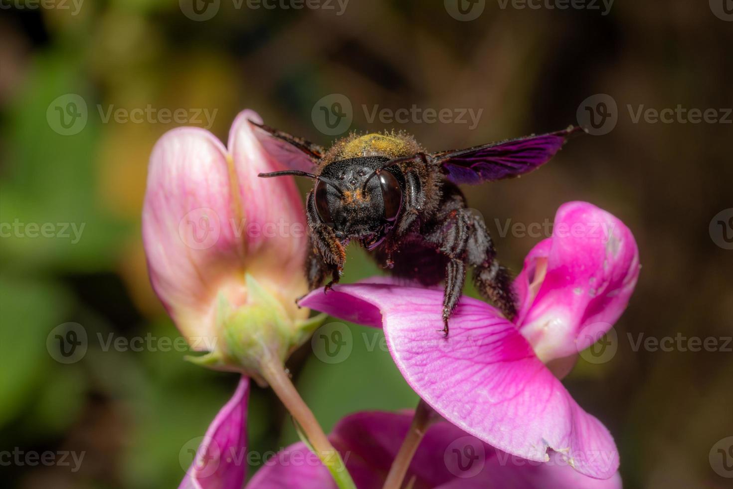 Portrai d'une abeille charpentière à une fleur de lupins violets photo