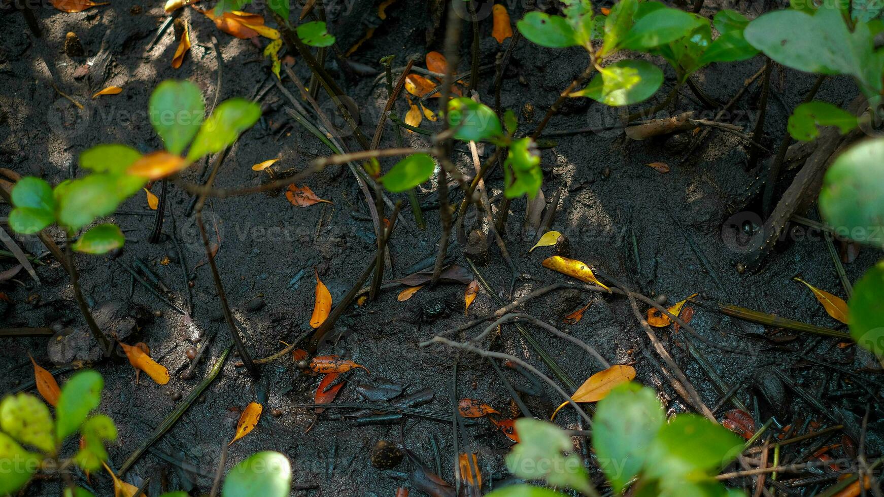 fermer et surgir petit mangrove sur noir boue Contexte. photo