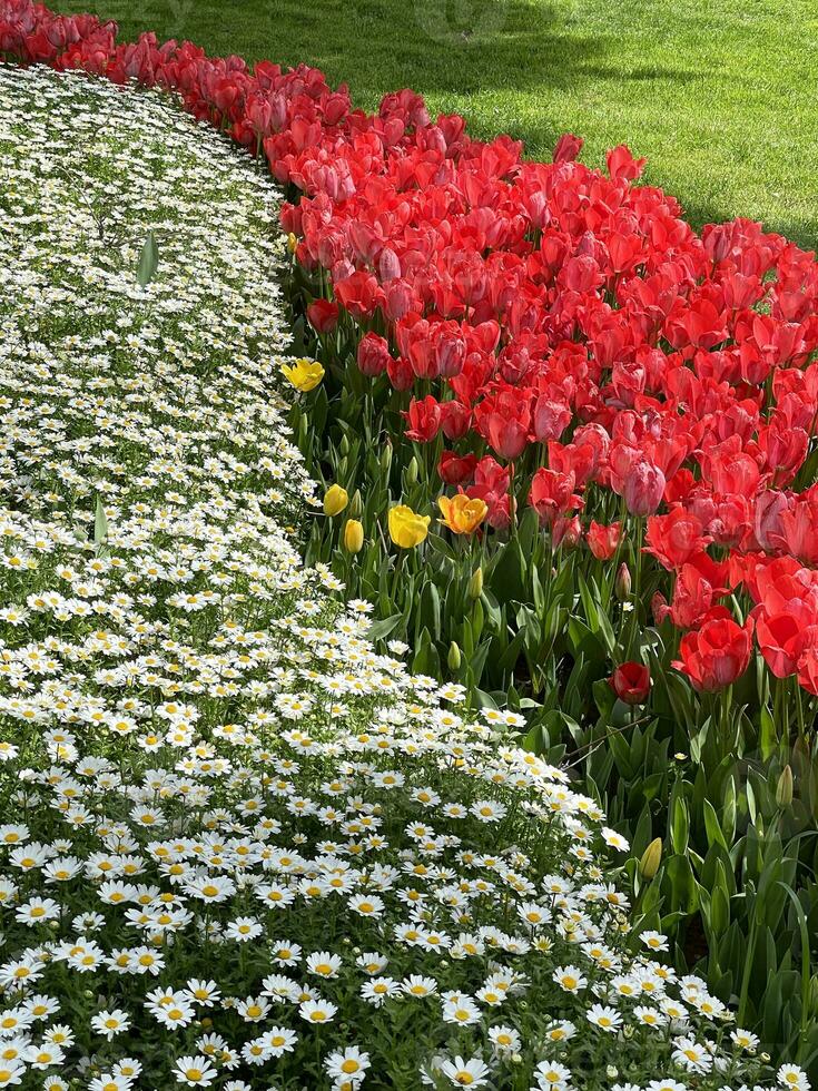 rouge tulipes et camomille à le Istanbul tulipe festival. photo