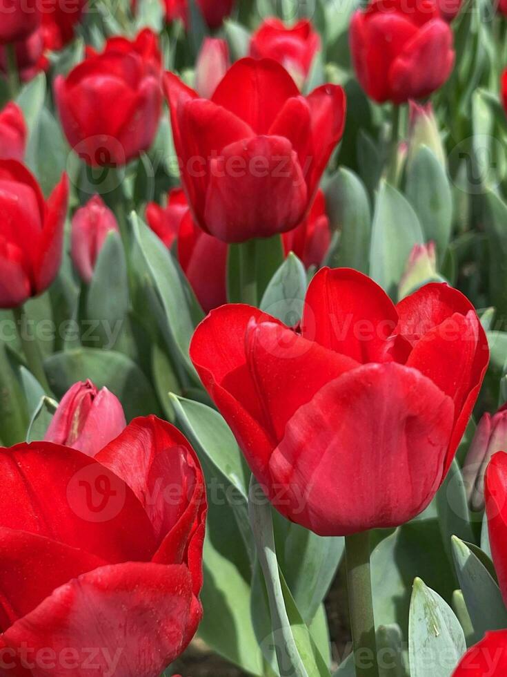 rouge tulipe proche en haut dans gulhane parc, istanbul. floral Contexte photo