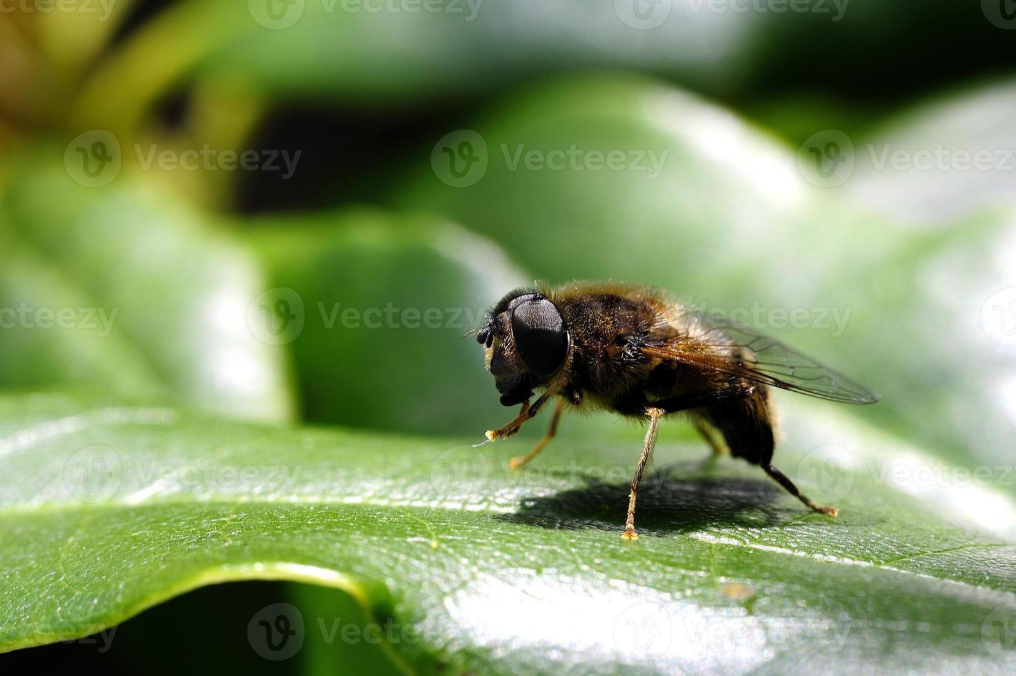 Dronefly bain de soleil photo