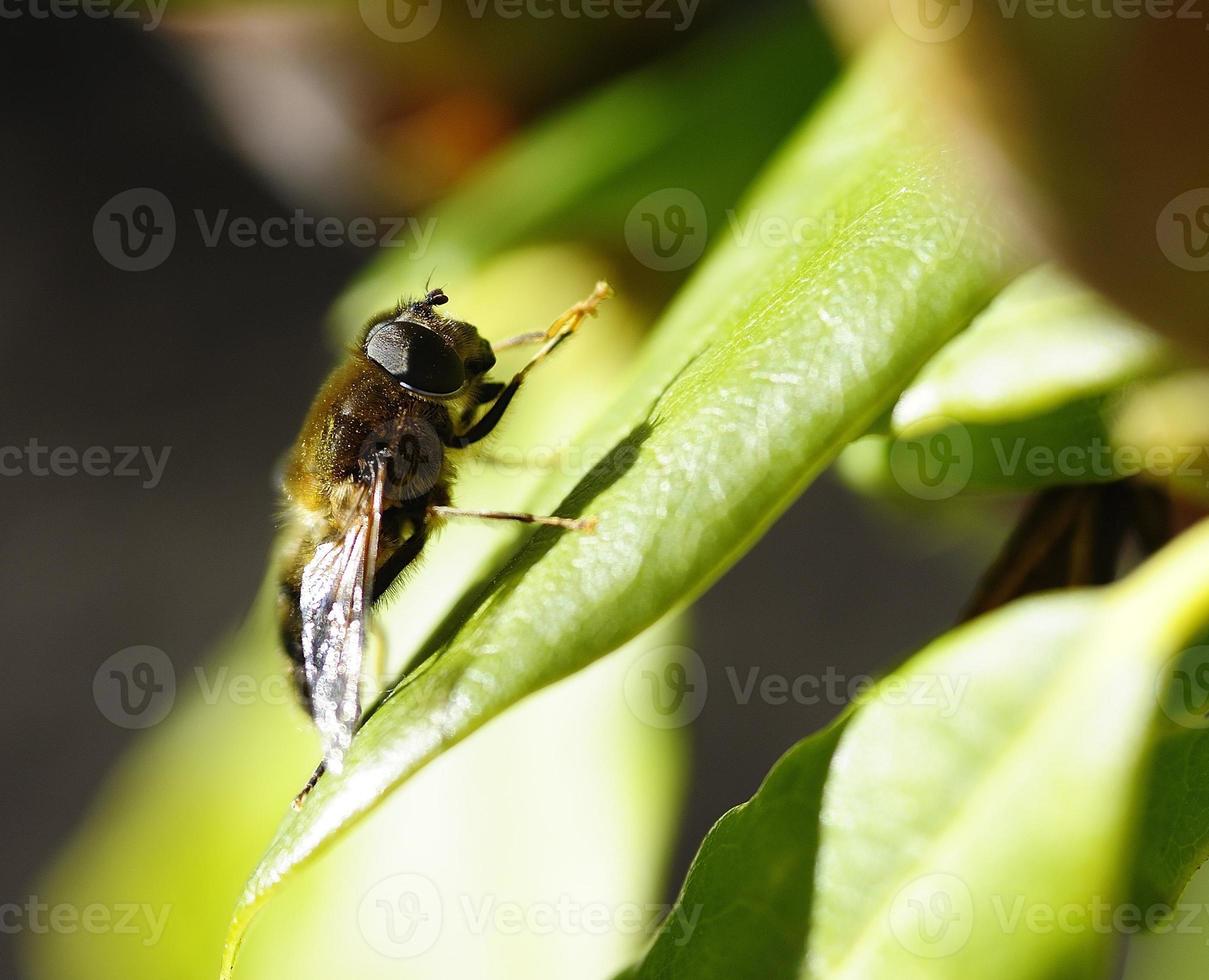 Dronefly bain de soleil photo