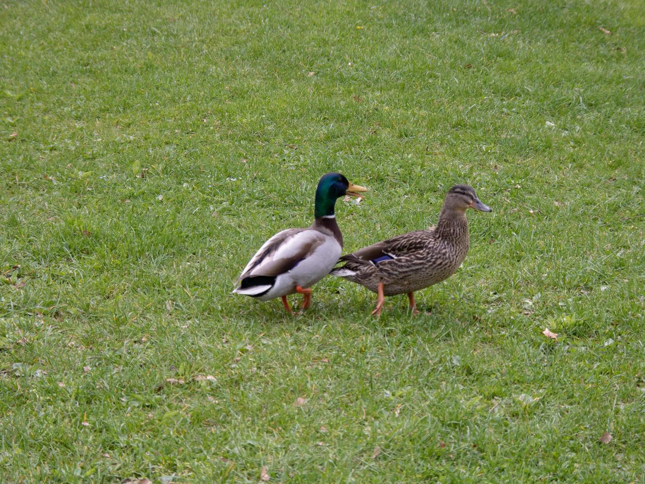 deux canards dans un parc photo