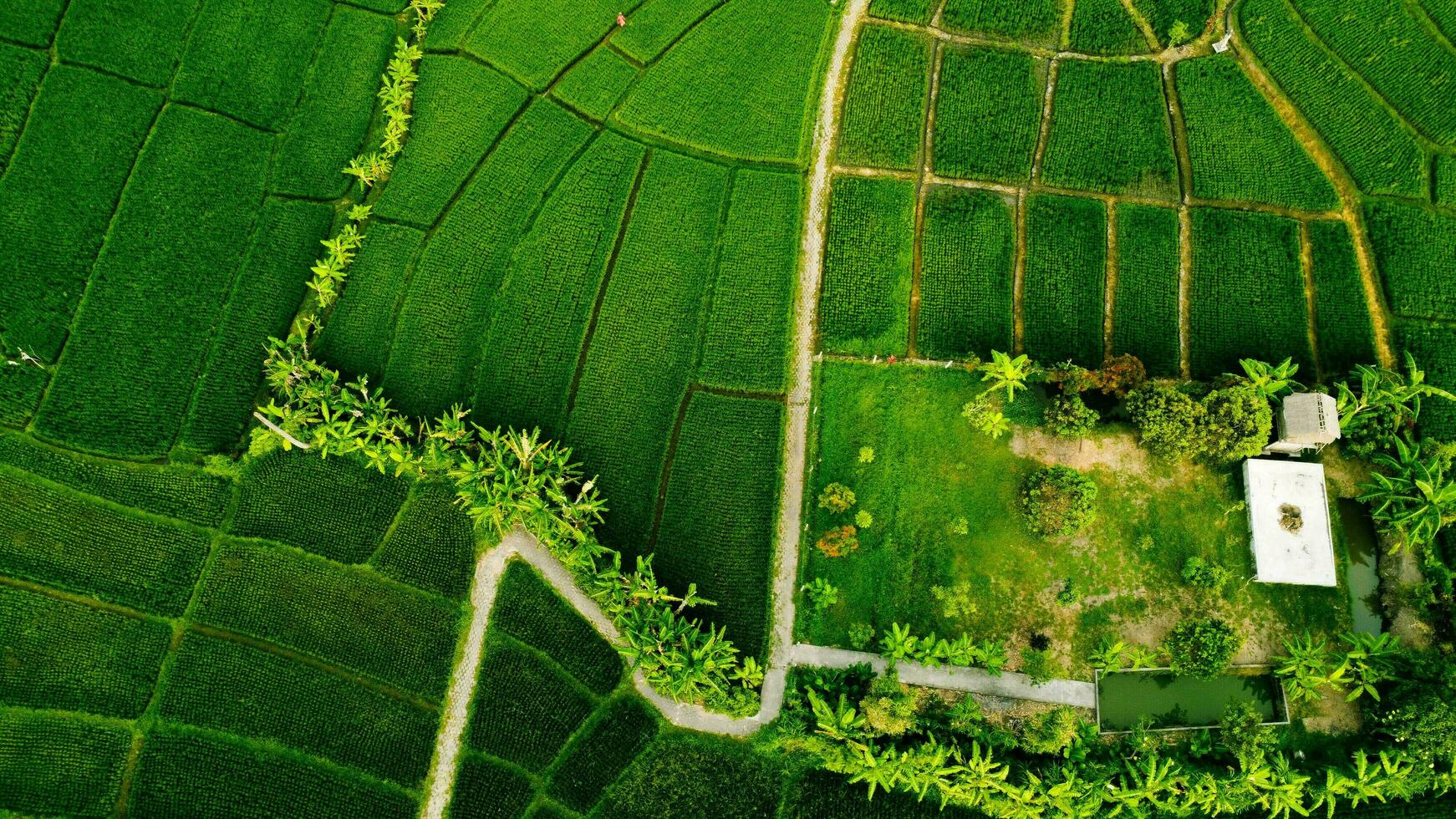 une vue de une vert champ avec une route fonctionnement par il photo