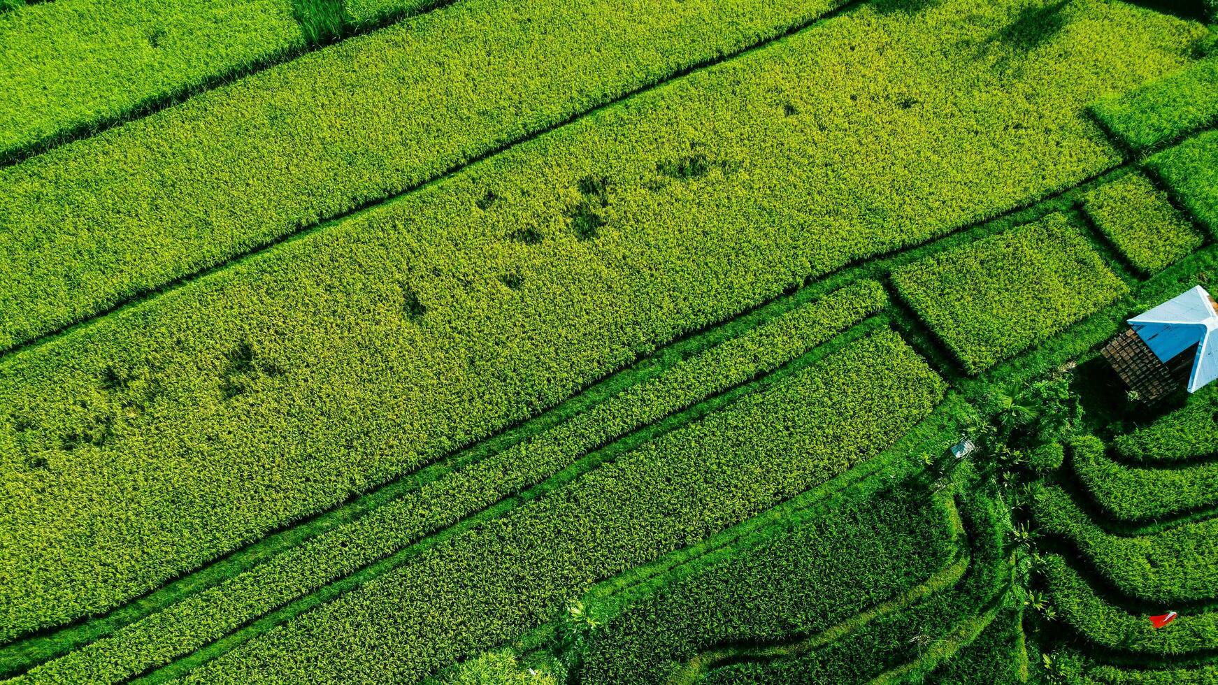 Jaune paddy vue avec maison vue de Haut photo