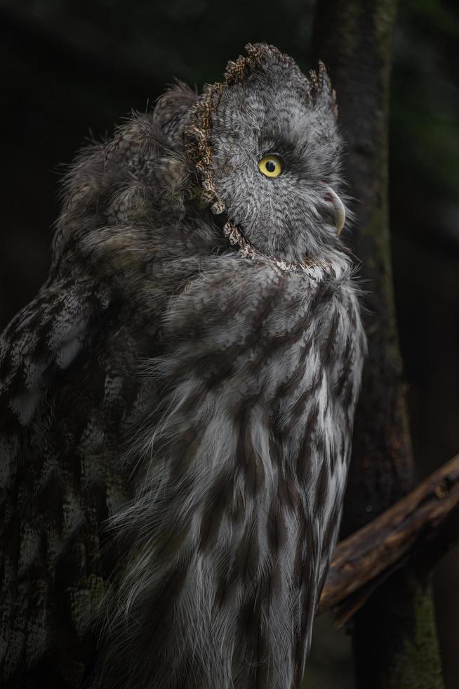 grand hibou gris photo