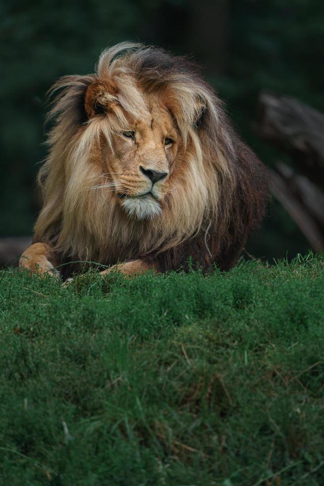 lion katanga dans l'herbe photo