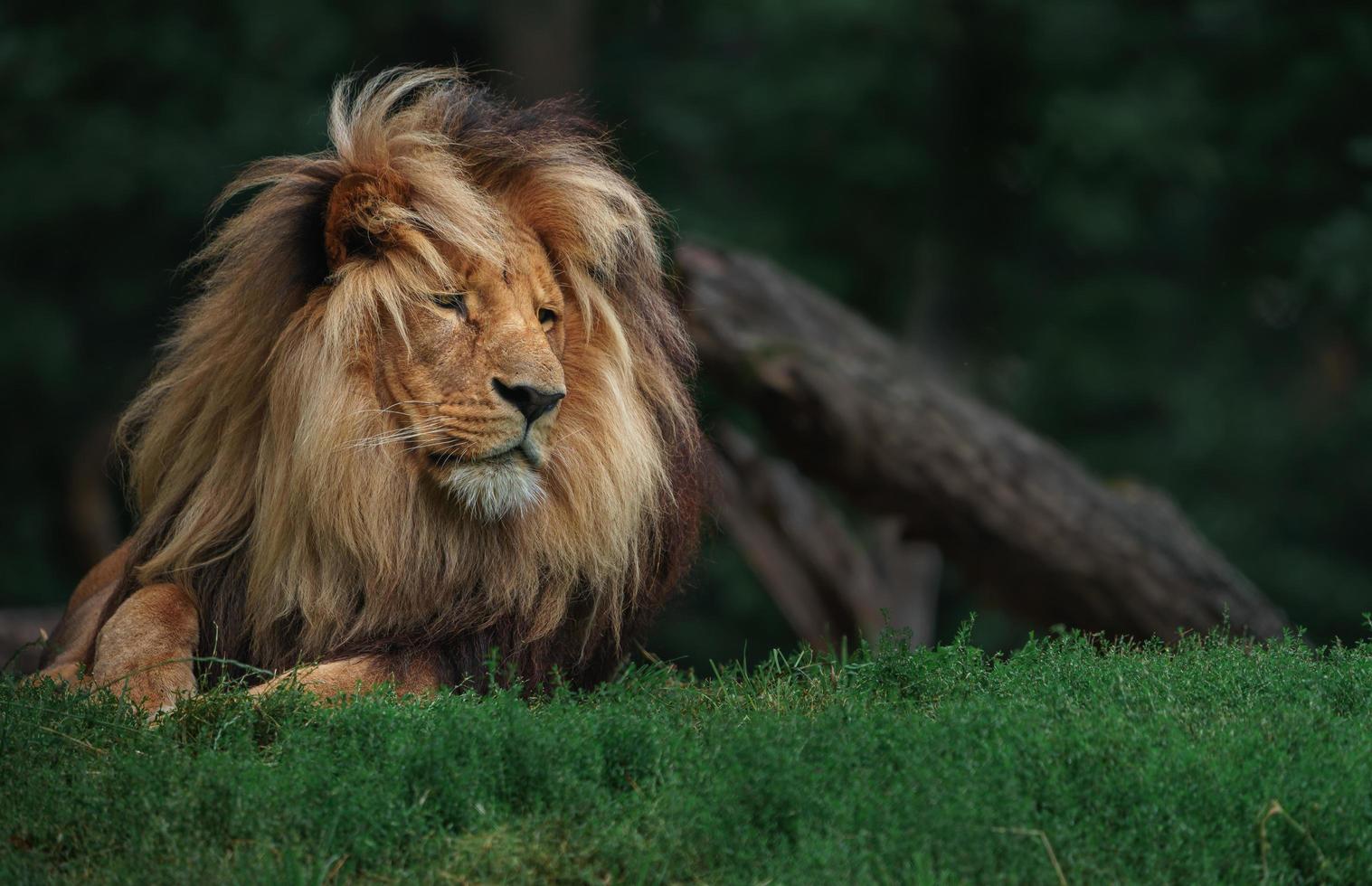 lion katanga dans l'herbe photo