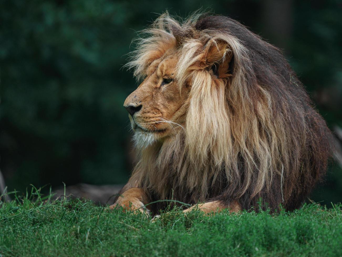 lion katanga dans l'herbe photo