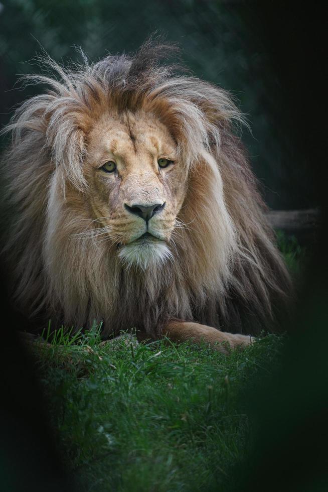 lion katanga dans l'herbe photo