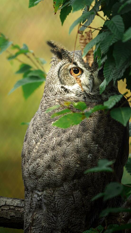 génial cornu hibou sur arbre photo