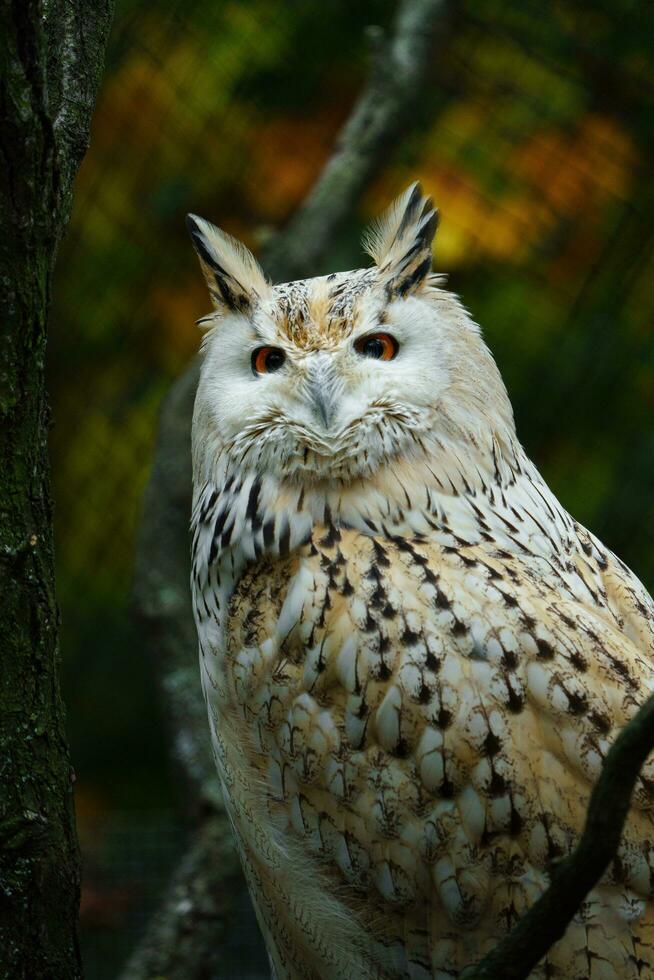 portrait de eurasien Aigle hibou photo