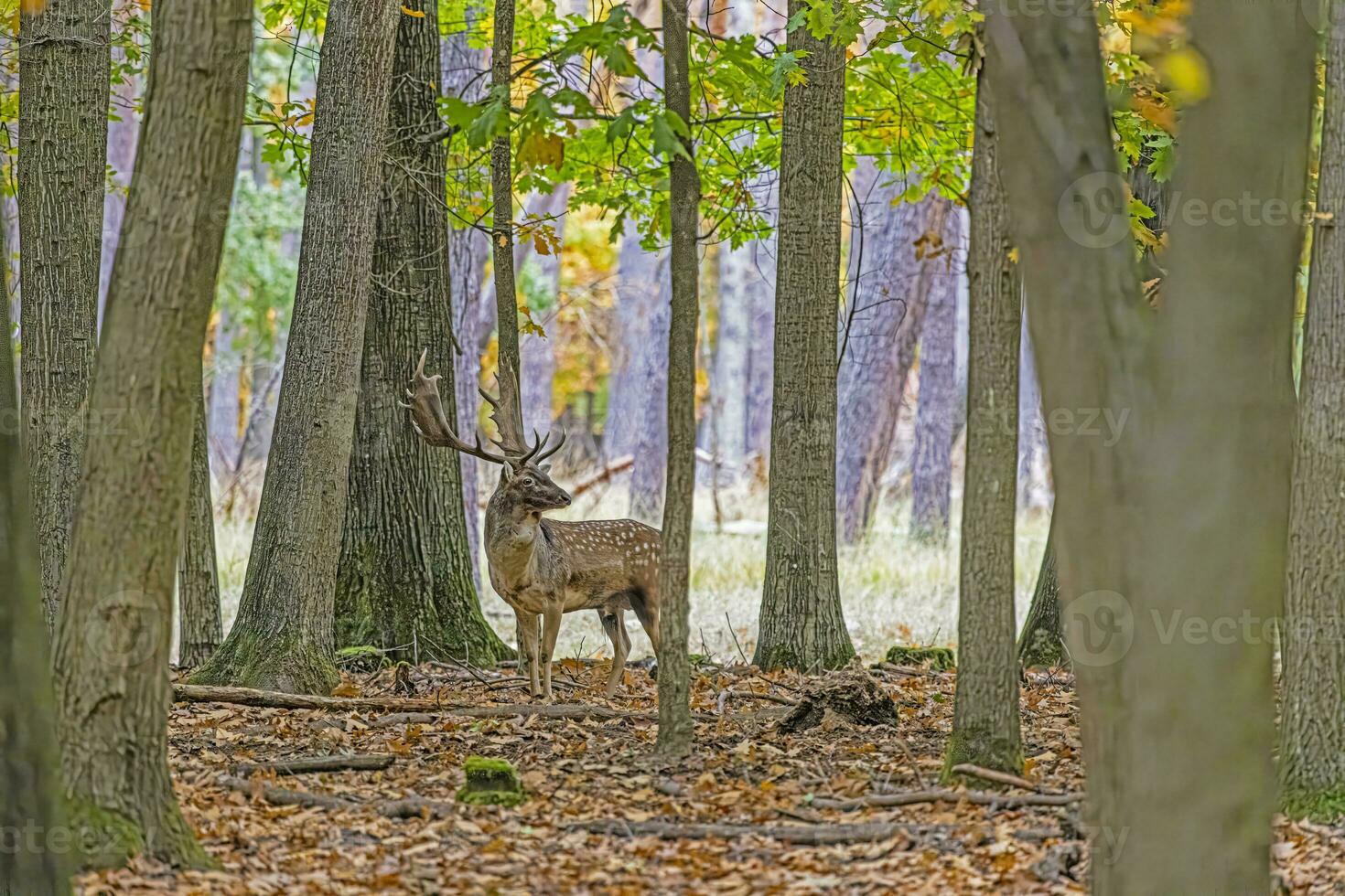 image de une cerf avec grand bois dans une allemand forêt photo