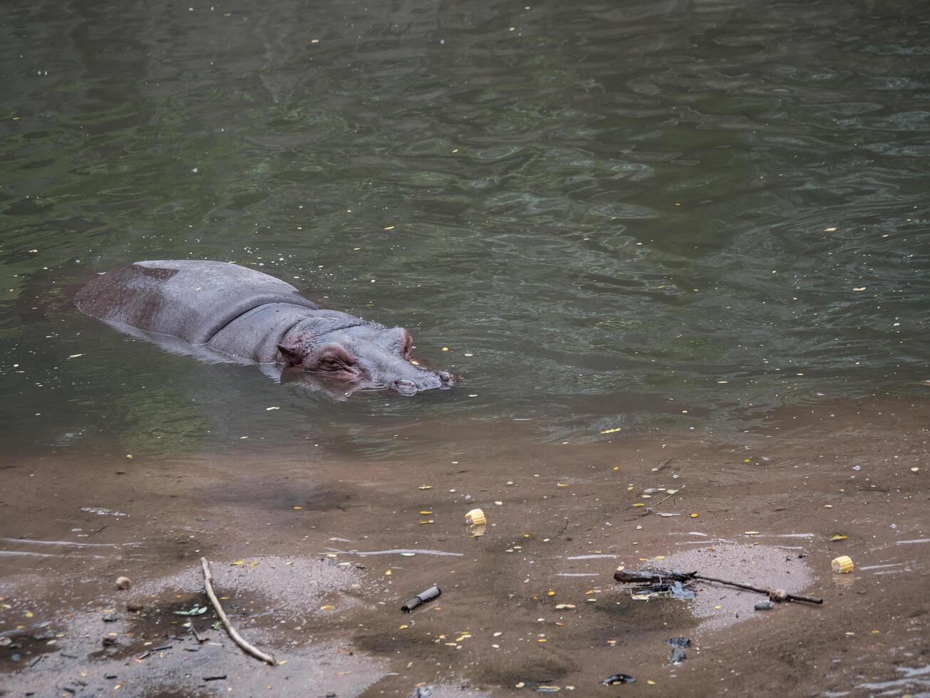 hippopotames dans l'eau photo