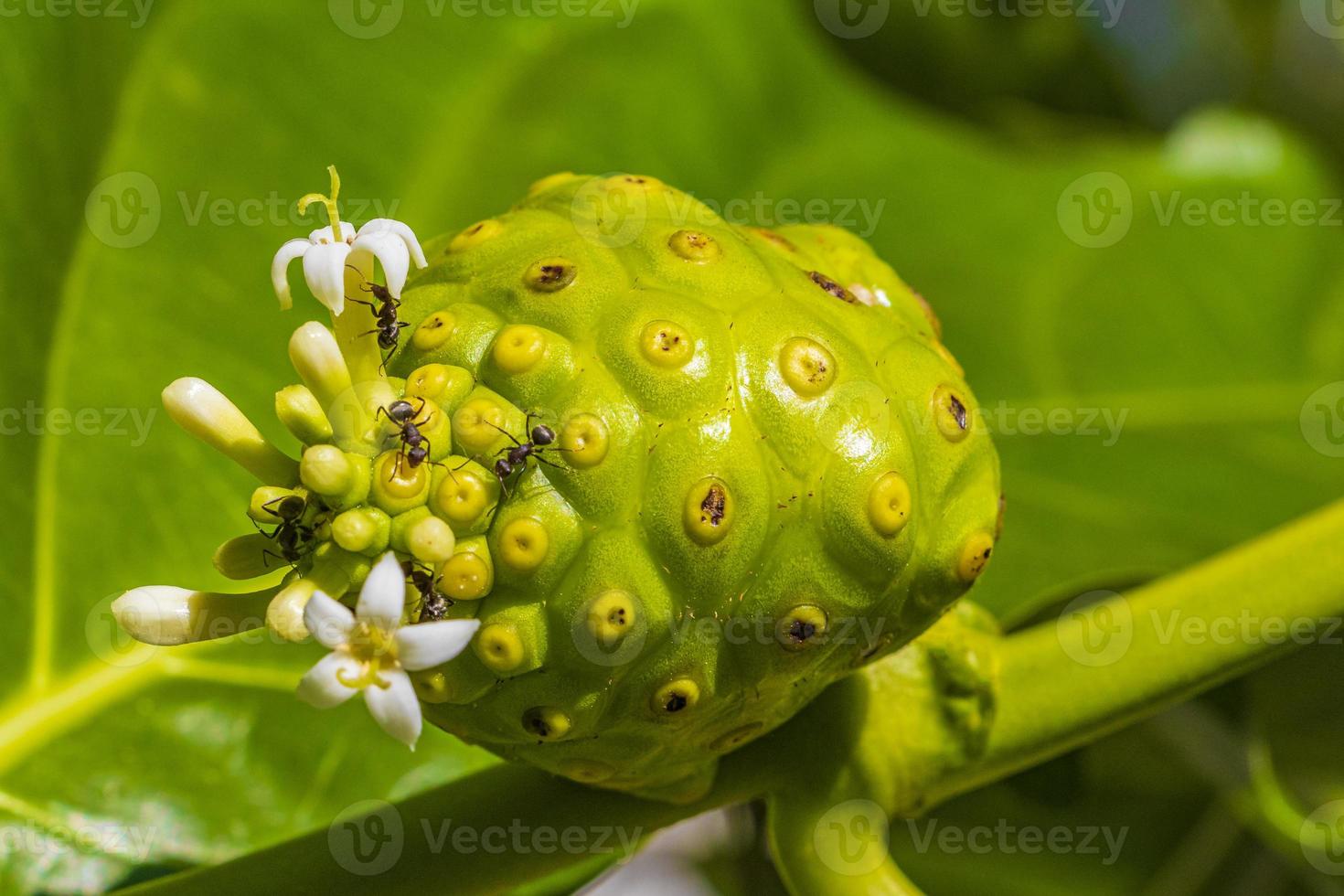 fruit de noni morinda citrifolia avec des fleurs populaires auprès des fourmis du Mexique. photo