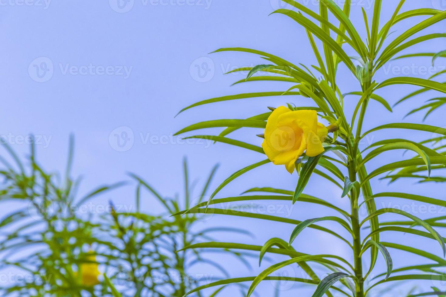 fleur de laurier-rose jaune sur arbre avec ciel bleu au mexique. photo