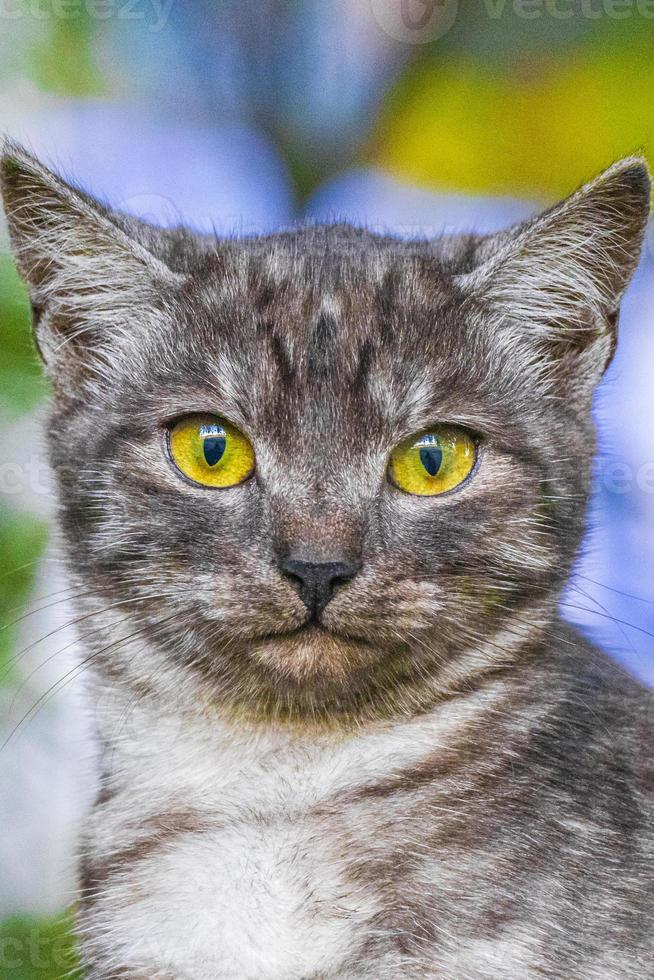 beau chat mignon aux yeux jaunes fond de nature verte minsk. photo