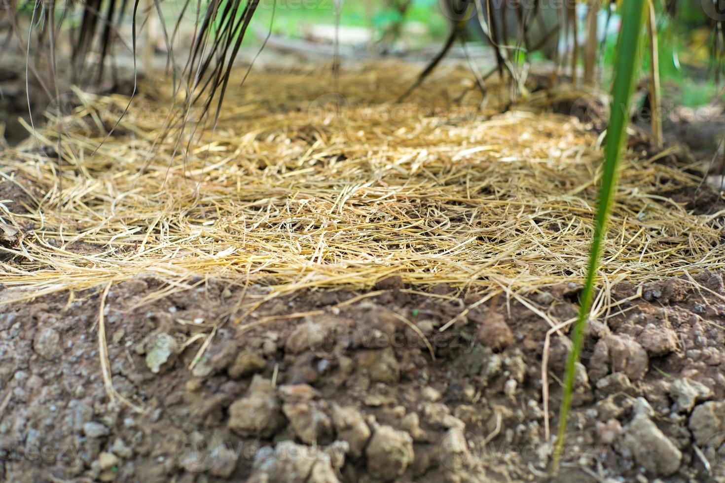 mise au point sélective sur la masse de paille couverte sur la plantation de pépinière photo