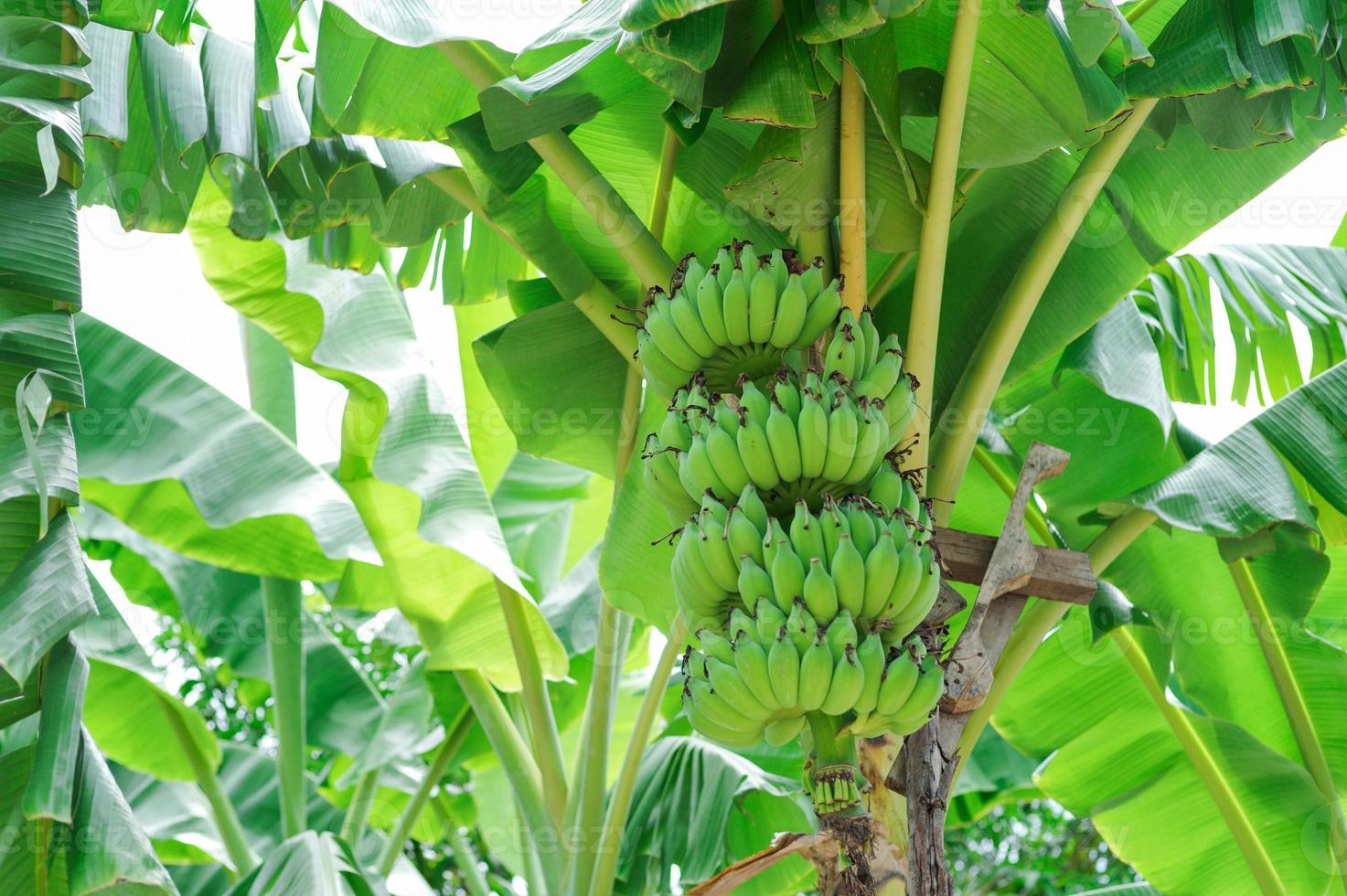 High angle view tas de bananes vertes sur l'arbre photo