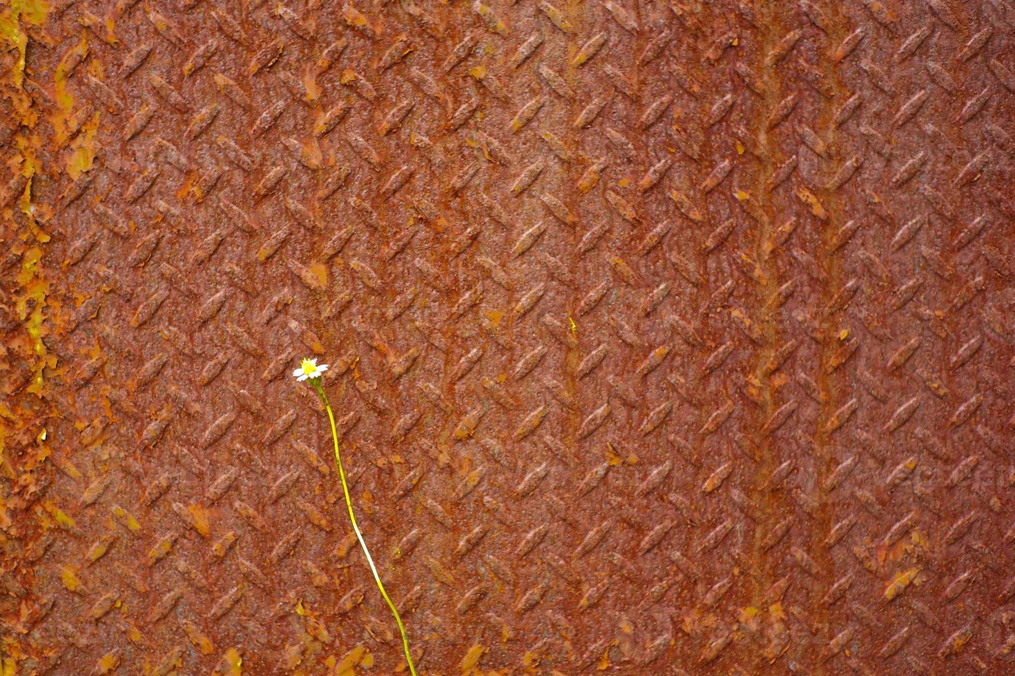 fleur d'herbe en fleur isolée sur une surface rouillée et patinée de la plaque. photo