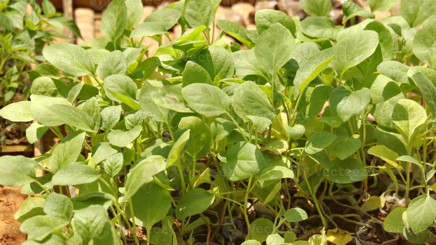 planter des graines dans un récipient en bois photo