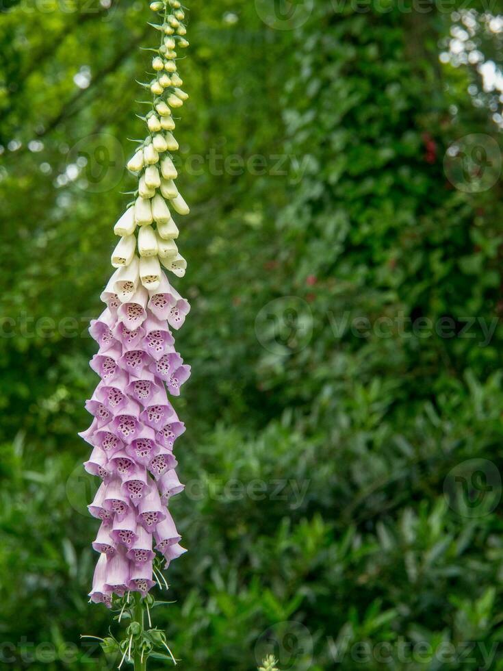 heure d'été dans le jardin photo