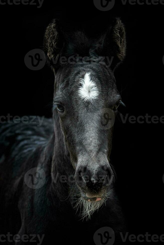 tête portrait de une noir cheval avec noir Contexte. noir poulain avec blanc point. photo