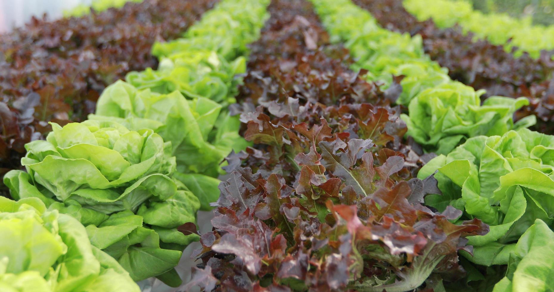 légumes dans une ferme maraîchère photo