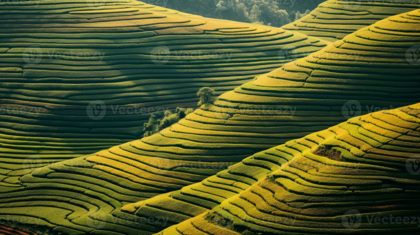 ai généré vert thé plantation, Haut vue texture photo