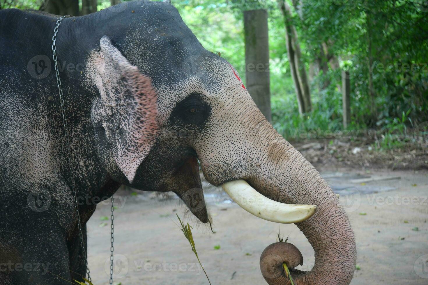 asiatique éléphants sur Kerala l'éléphant camp Stock images. photo