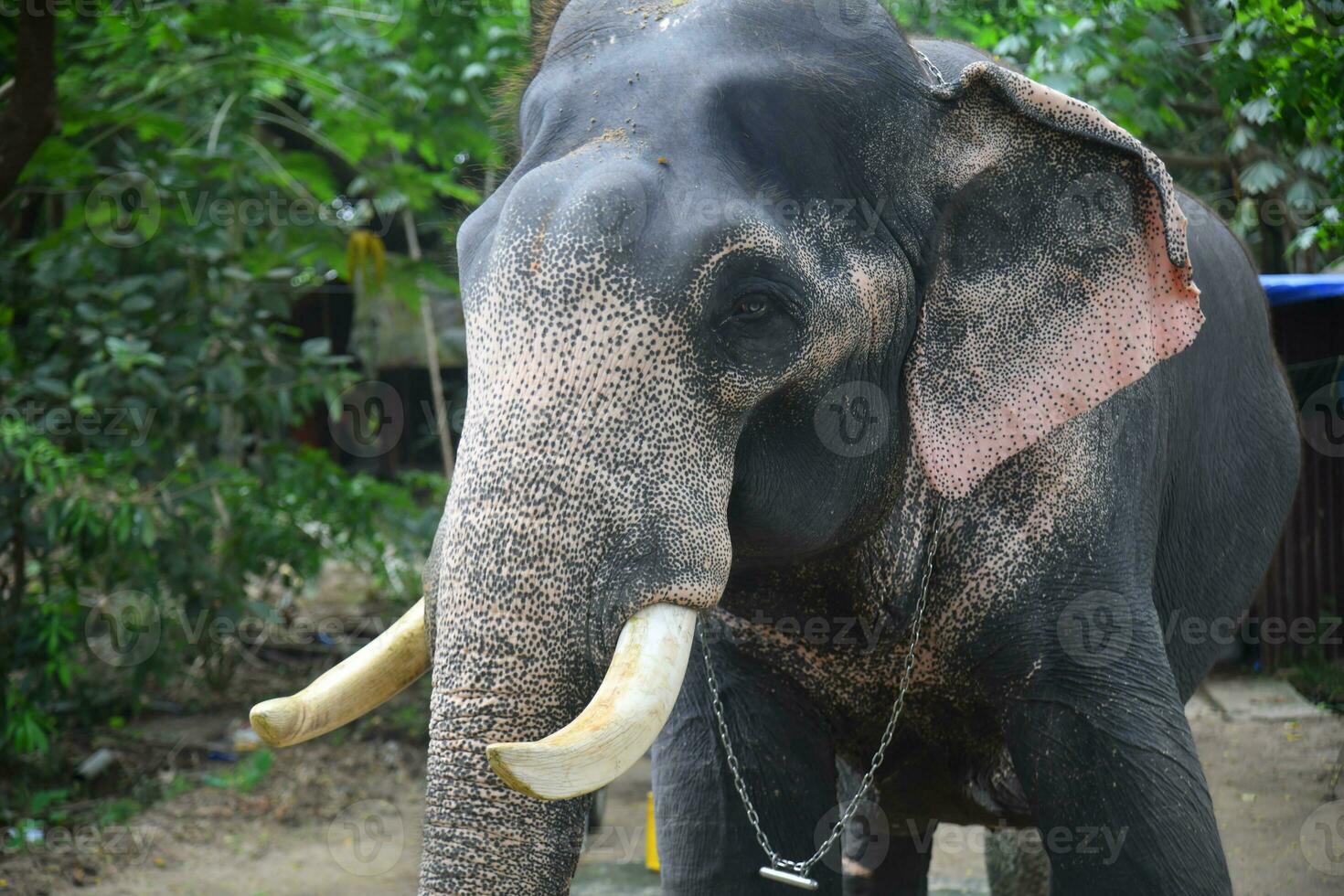 asiatique éléphants sur Kerala l'éléphant camp Stock images. photo