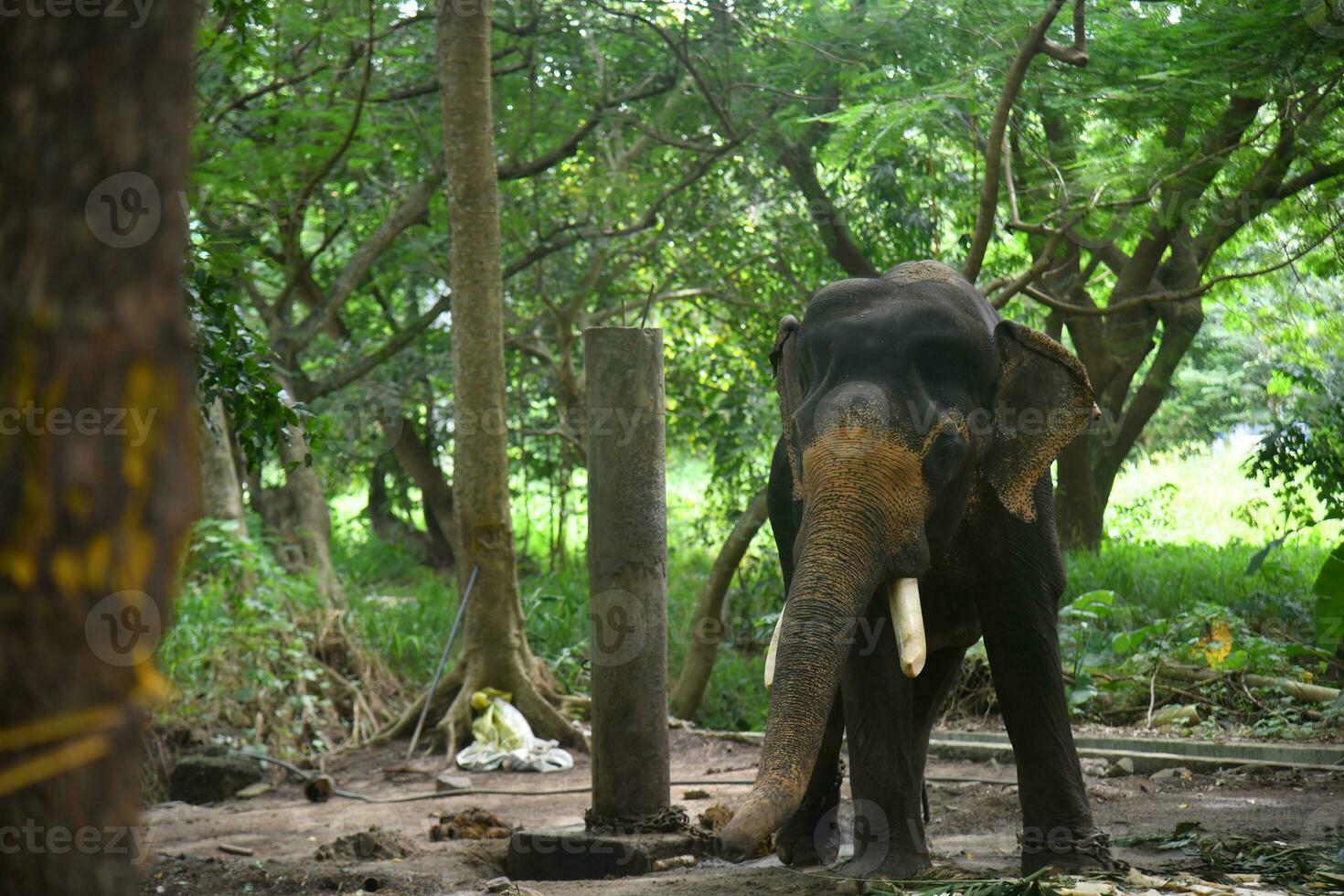 asiatique éléphants sur Kerala l'éléphant camp Stock images. photo