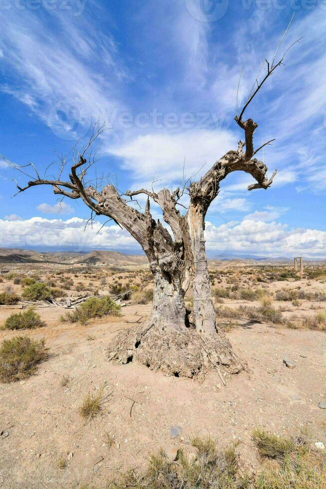 une mort arbre dans le désert avec une bleu ciel photo