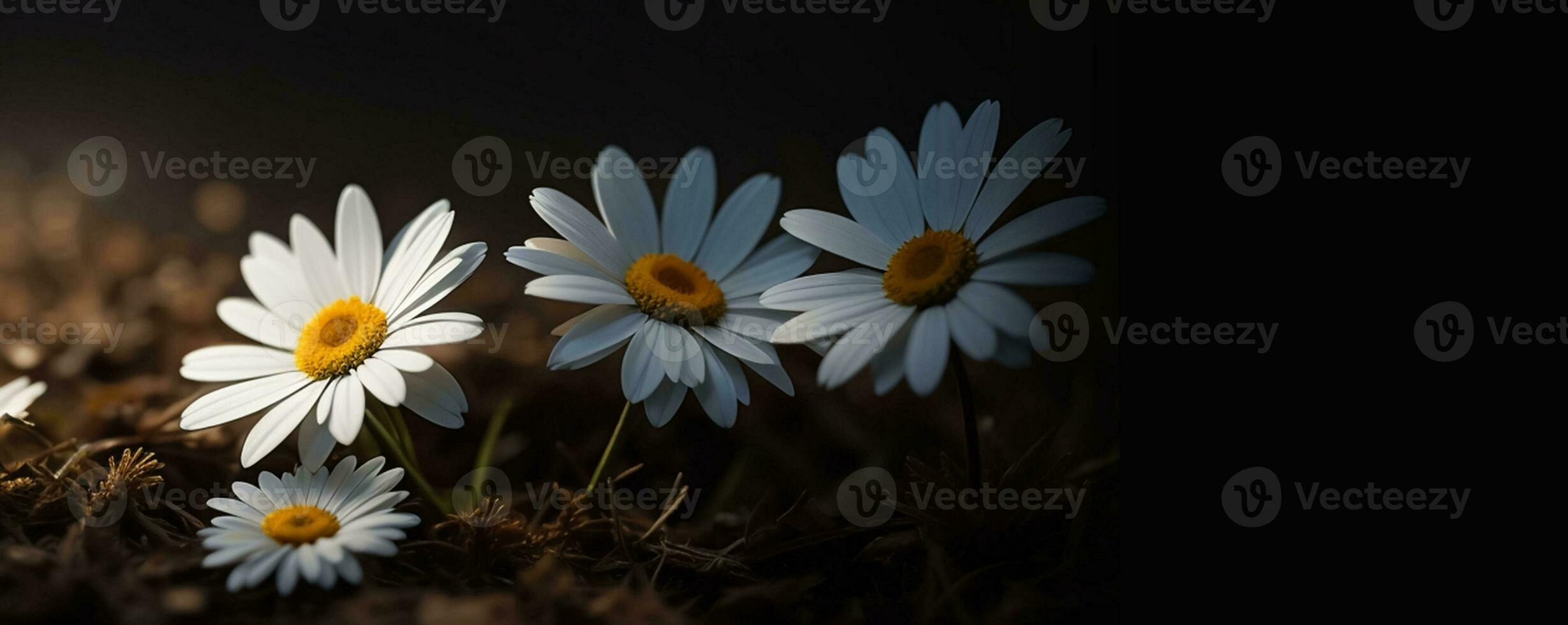 ai génératif magnifique copie espace Contexte avec Marguerite fleur pour contenu création photo