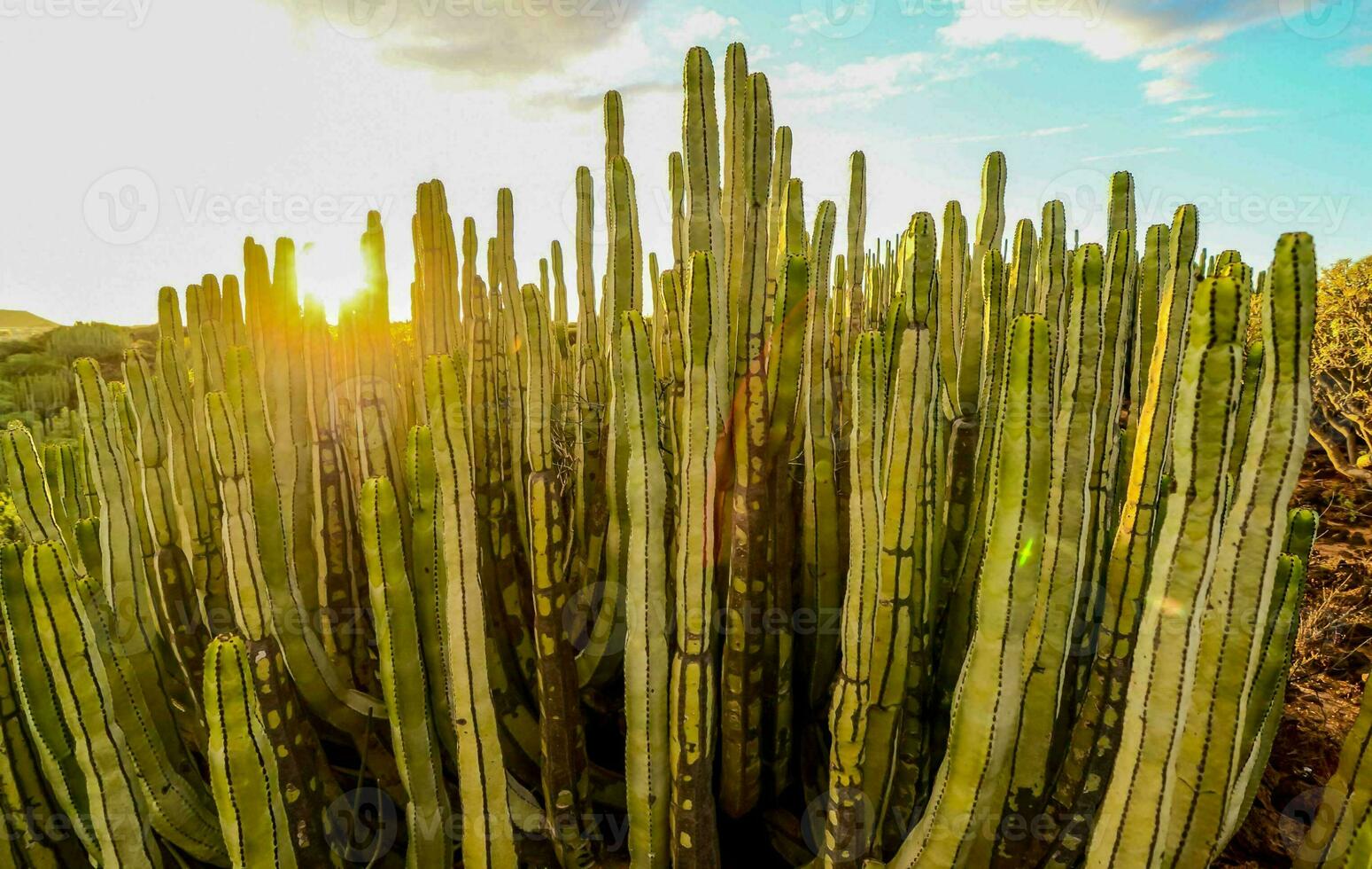 cactus les plantes dans le Soleil à le coucher du soleil photo