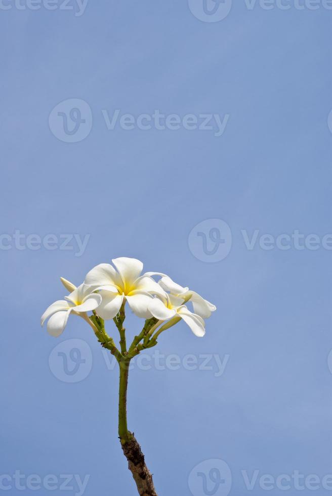 plumeria blanc sur fond de ciel bleu photo