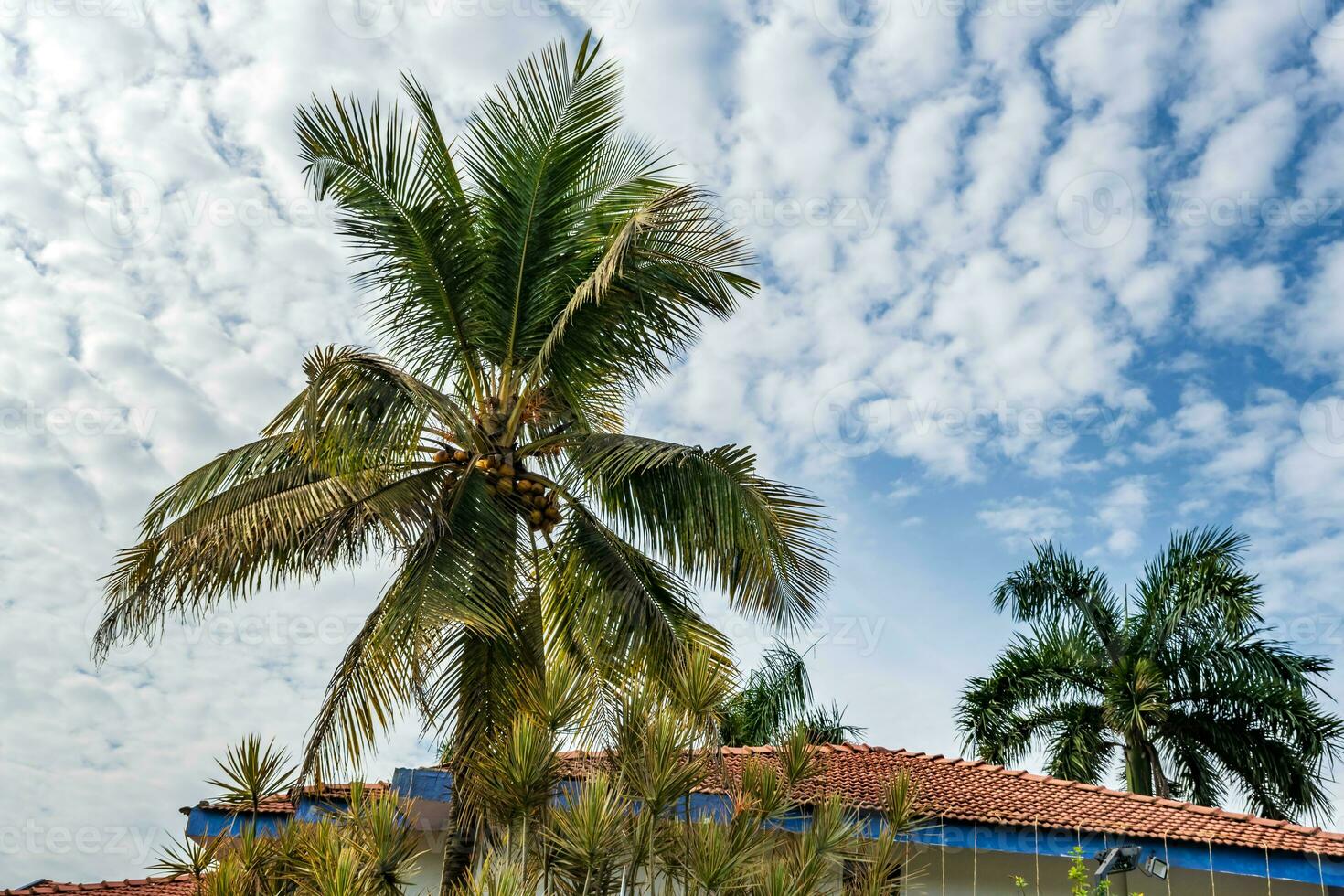 noix de coco des arbres paumes contre le bleu ciel de Inde photo