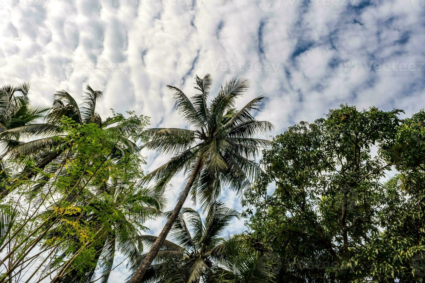 noix de coco des arbres paumes contre le bleu ciel de Inde photo