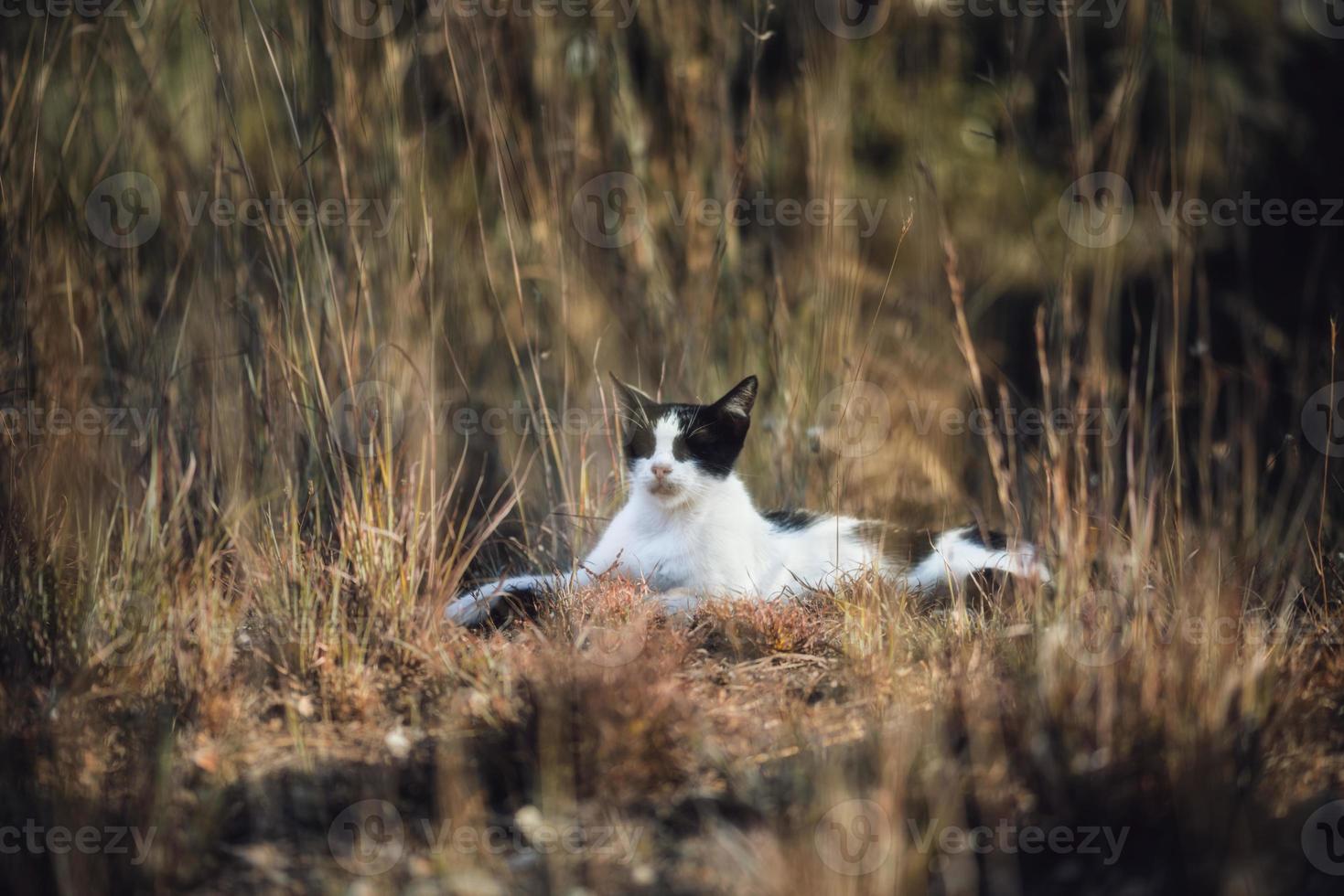 chat domestique, chat noir et blanc allongé sur le pré, il somnole et écoute ce qui l'entoure. photo