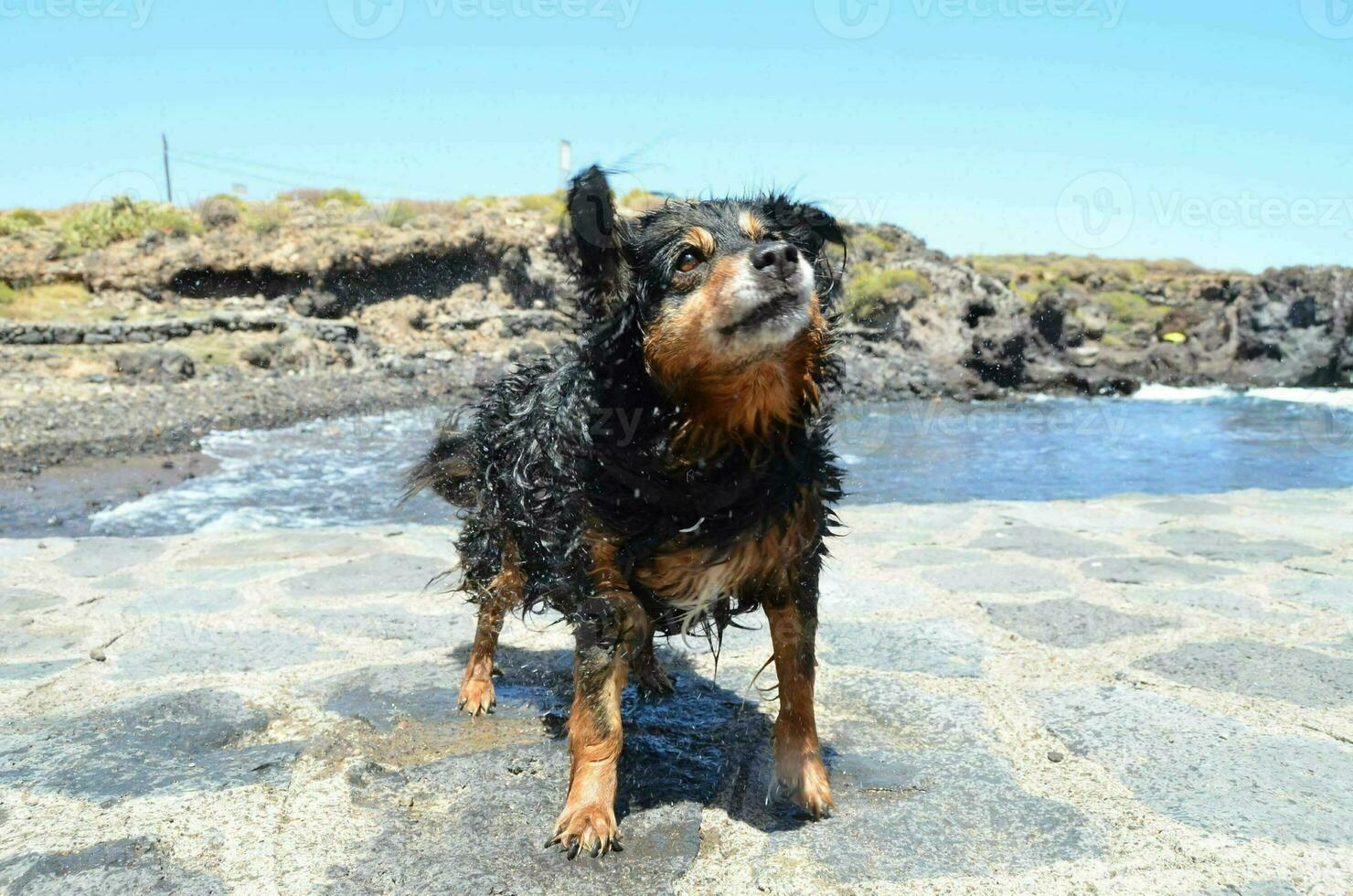 une chien permanent sur une pierre chemin près le océan photo