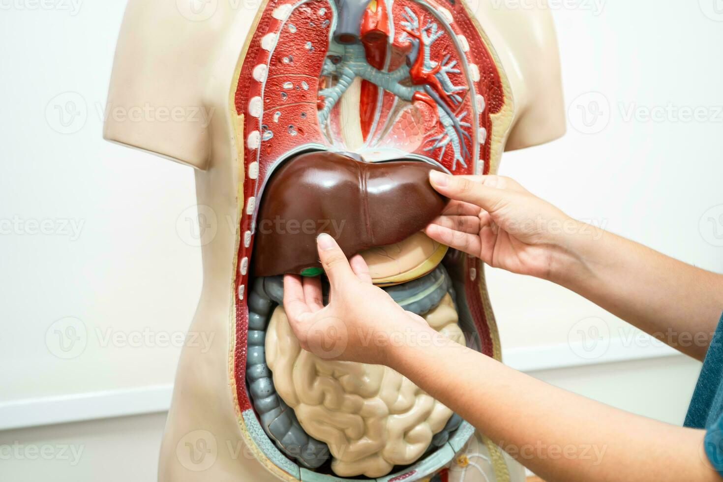 étudiant adolescent apprentissage anatomie la biologie avec Humain corps modèle dans salle de cours à haute école. photo