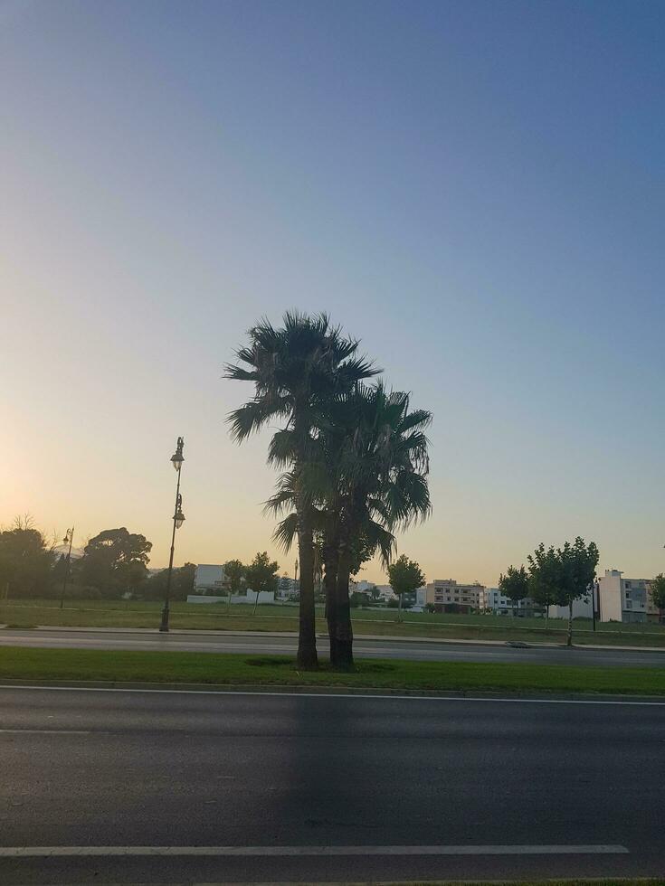 paume arbre dans le Urbain paysage photo