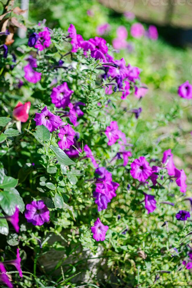 violet pétunia fleurs photo